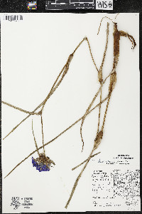 Tradescantia ohiensis image