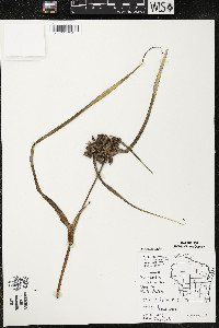 Tradescantia ohiensis image