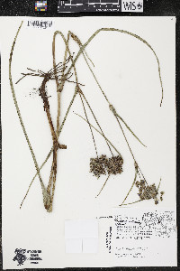 Tradescantia ohiensis image