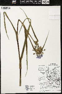 Tradescantia ohiensis image