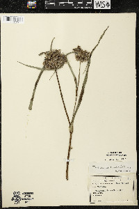 Tradescantia ohiensis image