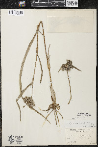 Tradescantia ohiensis image