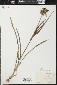 Tradescantia ohiensis image