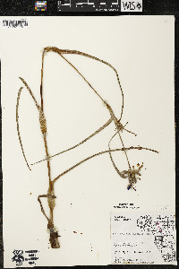 Tradescantia ohiensis image