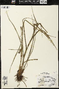 Tradescantia ohiensis image