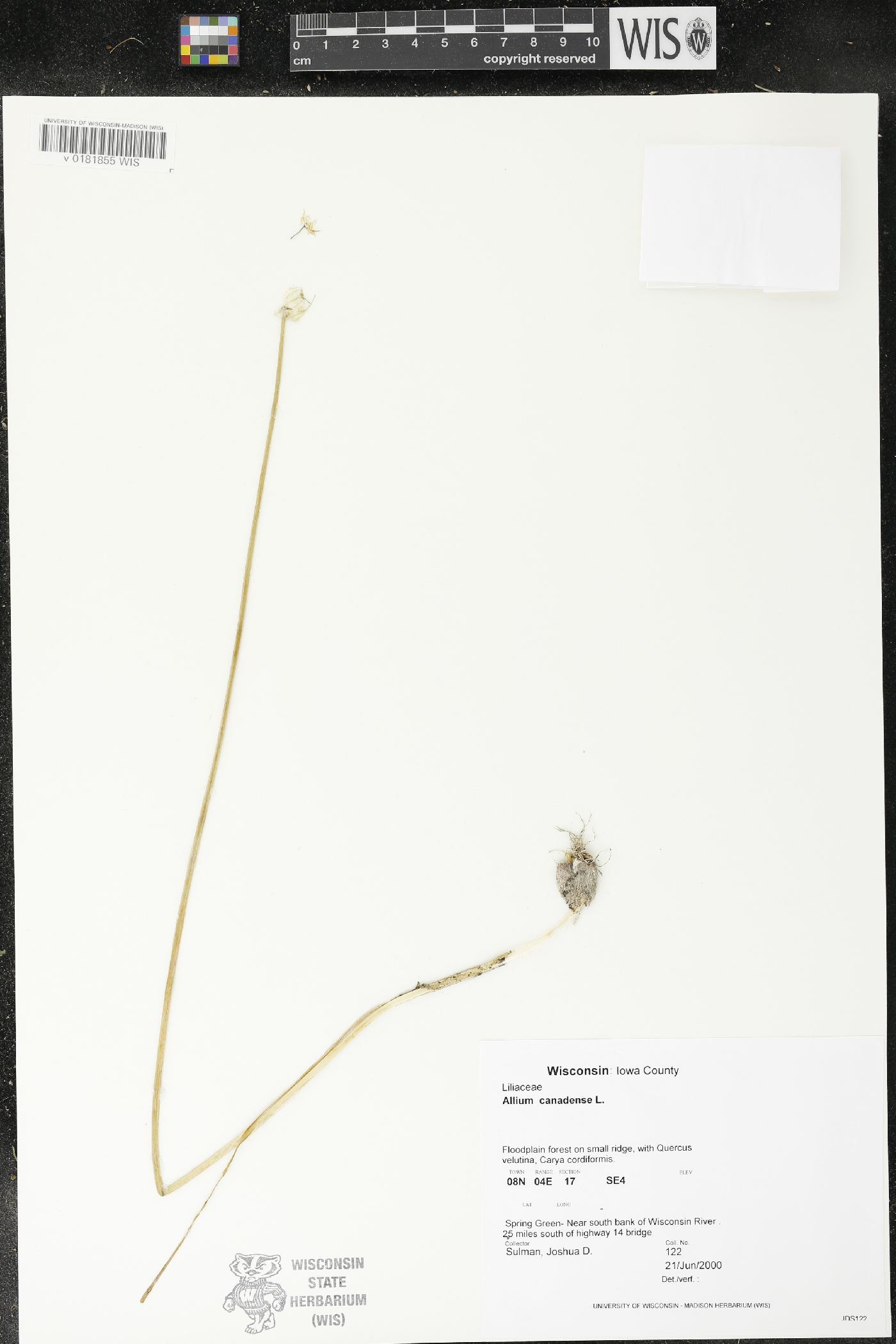 Allium canadense image