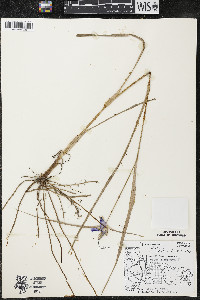 Tradescantia ohiensis image