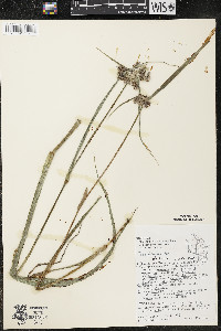 Tradescantia ohiensis image