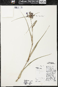 Tradescantia ohiensis image