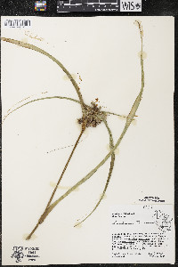 Tradescantia ohiensis image