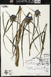 Tradescantia ohiensis image