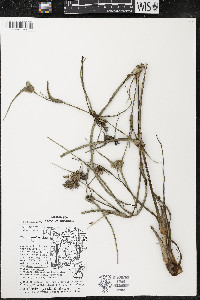 Tradescantia ohiensis image