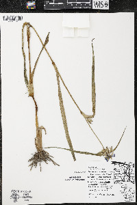 Tradescantia ohiensis image