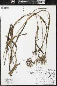 Tradescantia ohiensis image