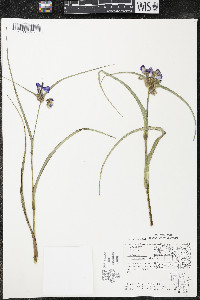 Tradescantia ohiensis image