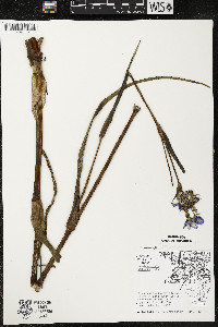 Tradescantia ohiensis image