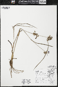 Tradescantia ohiensis image