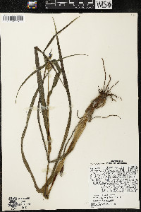 Tradescantia ohiensis image