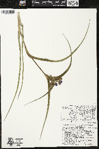 Tradescantia bracteata image