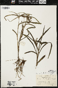 Tradescantia bracteata image