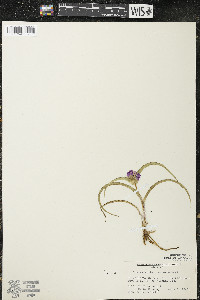 Tradescantia bracteata image