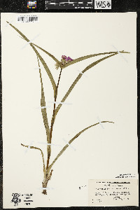 Tradescantia bracteata image