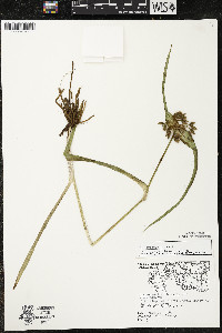 Tradescantia bracteata image