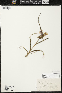 Tradescantia bracteata image