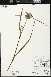 Tradescantia ohiensis image