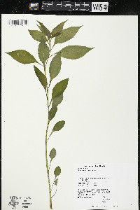 Campanulastrum americanum image