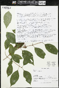 Cornus racemosa image