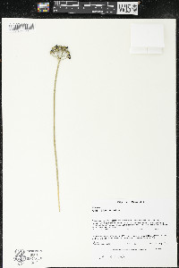 Allium tricoccum image