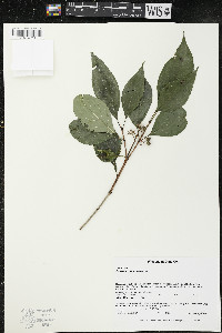 Cornus racemosa image