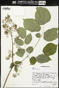 Aralia racemosa image