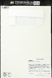 Conopholis americana image