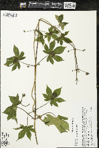 Humulus japonicus image