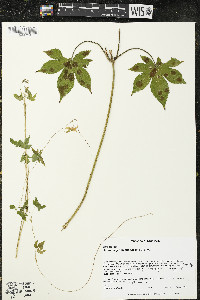 Humulus japonicus image