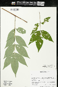 Phellodendron amurense image