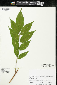 Phellodendron amurense image