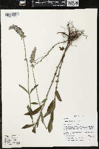 Salvia lavanduloides image