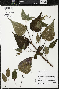 Salvia gesneriiflora image