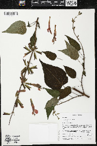 Salvia gesneriiflora image