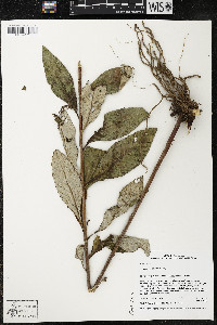 Bolanosa coulteri image