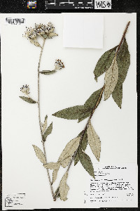 Bolanosa coulteri image