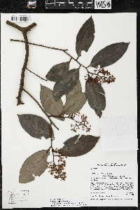 Ardisia compressa image