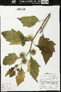 Nicandra physalodes image