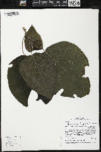 Myriocarpa longipes image