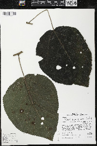 Myriocarpa longipes image