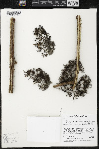 Myriocarpa longipes image