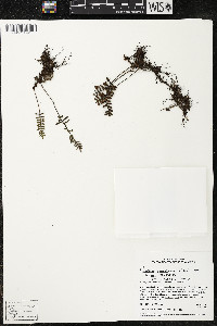 Pleopeltis polypodioides image